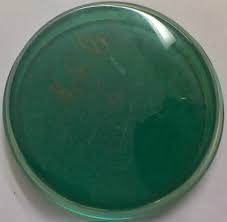 محیط کشت سیمون سیترات آگار