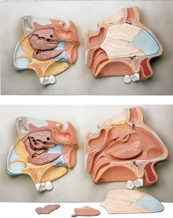 خرید مولاژ مقطع بینی