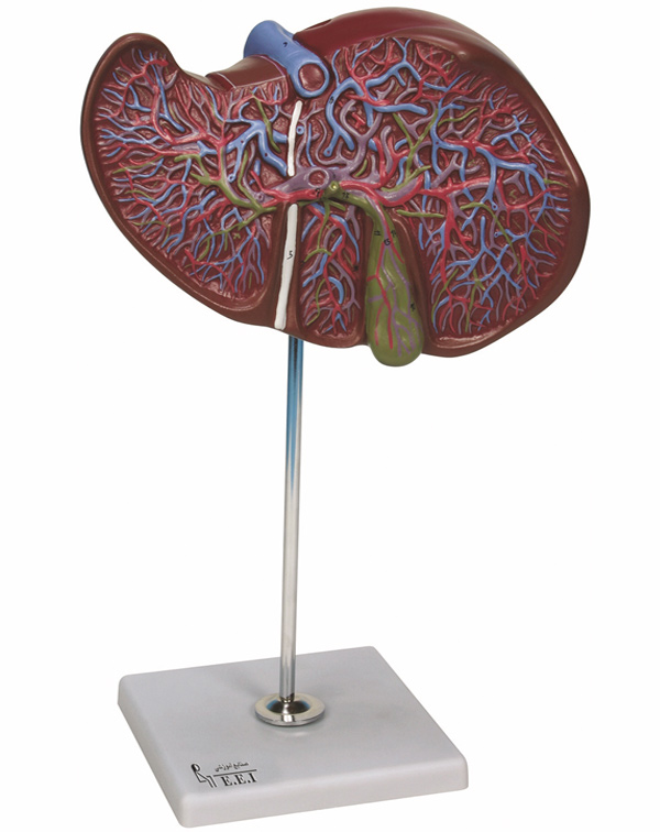 فروش مولاژ کبد و کیسه صفرا