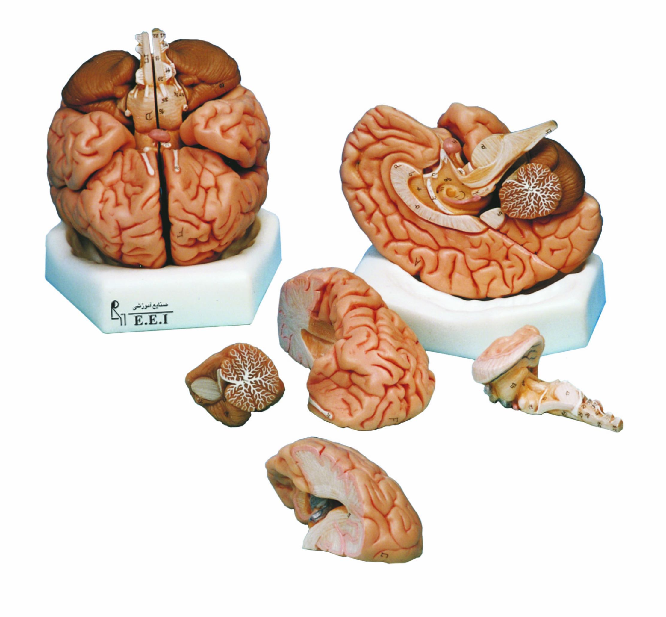 مولاژ مغز (دو تکه و هشت تکه)