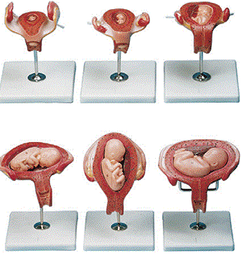 مولاژ مراحل حاملگی