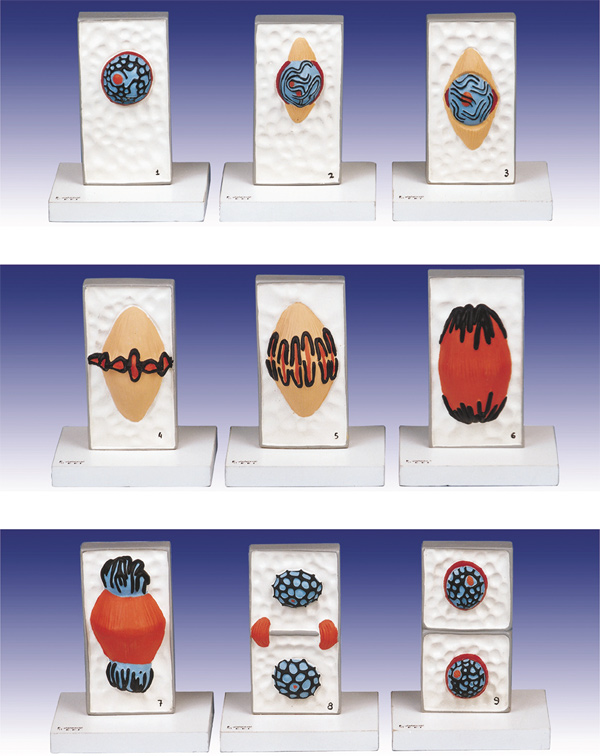 مولاژ میتوز