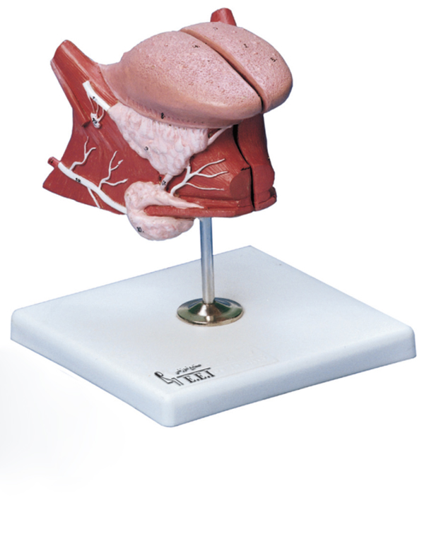 خرید مولاژ زبان