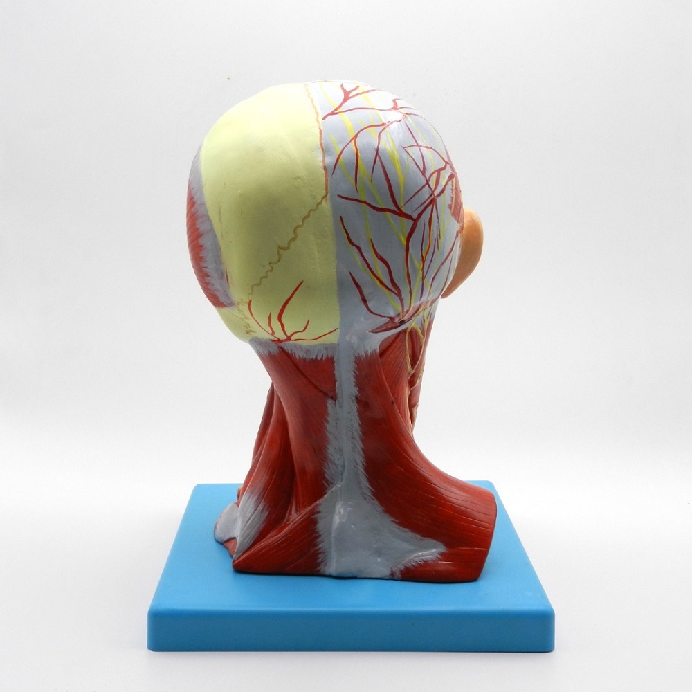 مولاژ سر و گردن