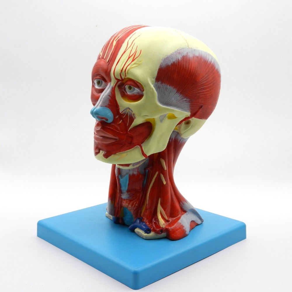 مولاژ سر و گردن