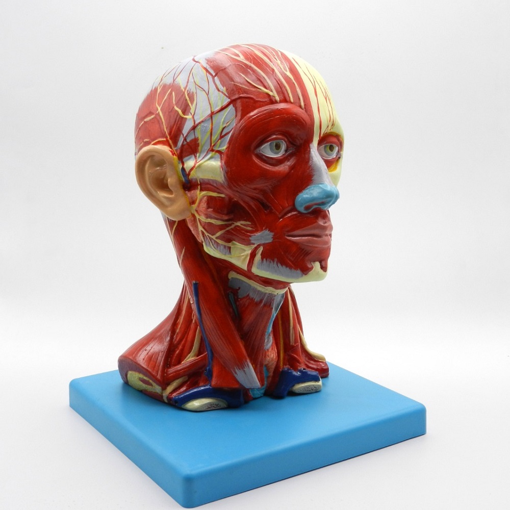 مولاژ سر و گردن