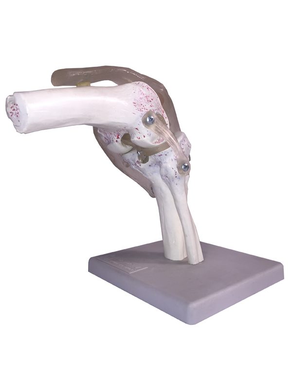 خرید مولاژ مفصل زانو