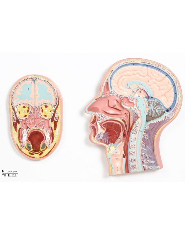 خرید مولاژ مقاطع سر
