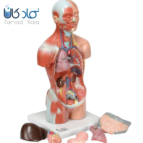 مولاژ نیم تنه انسان با ماهیچه