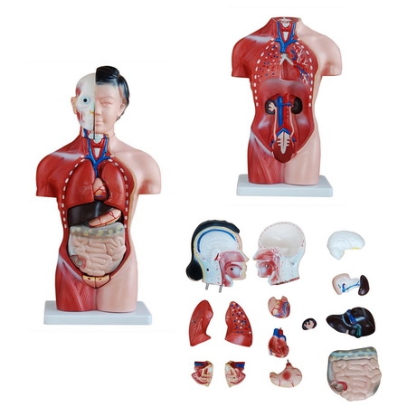 مولاژ نیم تنه انسان