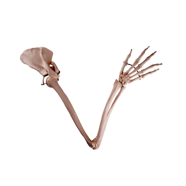 اسکلت دست انسان