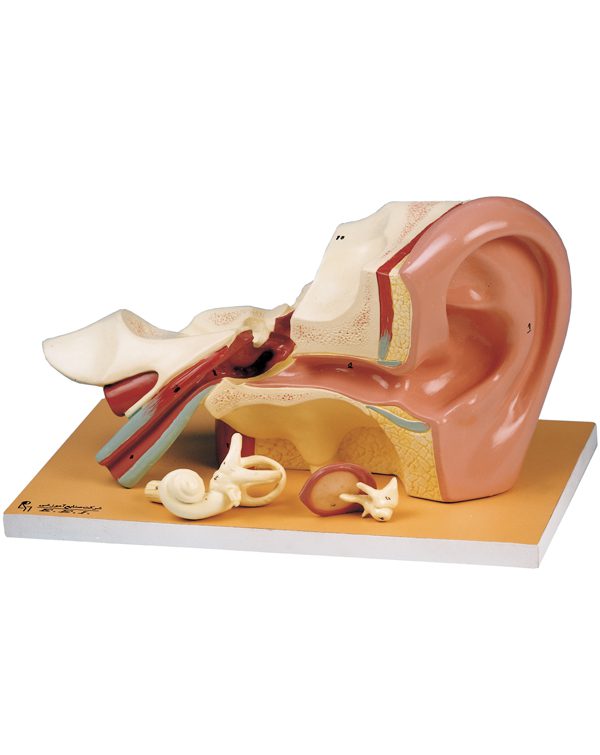 مولاژ گوش چهار تکه