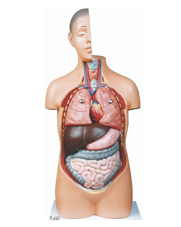 خرید مولاژ نیم تنه