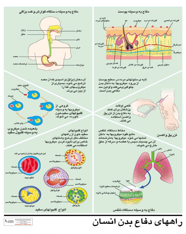 پوستر آموشی راه های دفاع بدن انسان (سیسستم ایمنی)