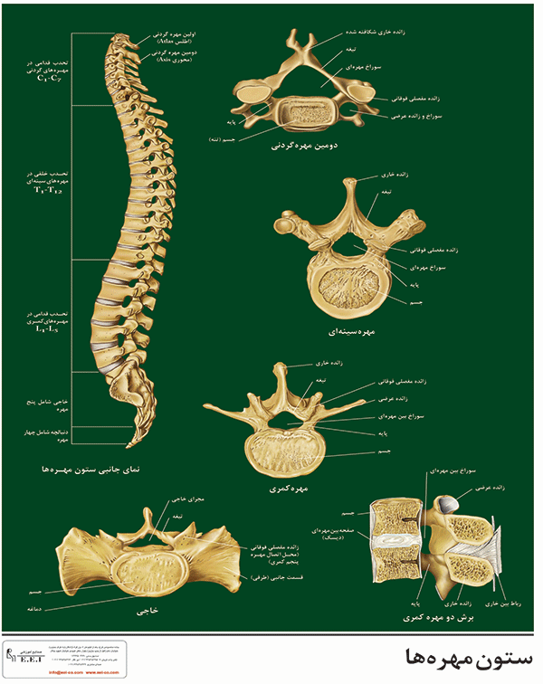 پوستر آموزشی ستون مهره ها