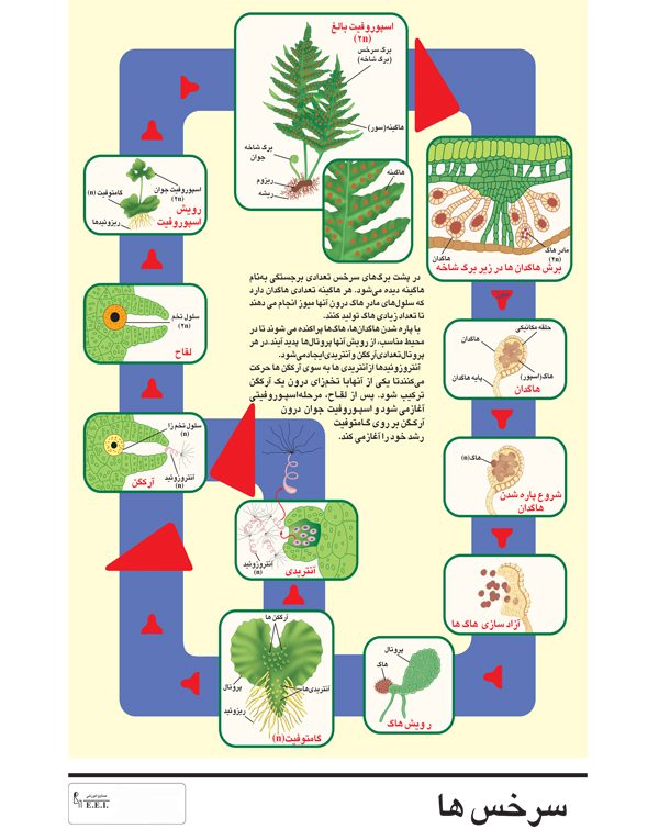 پوستر چارت آموزشی گیاه سرخس