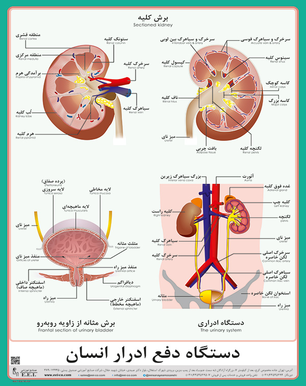 پوستر آموزشی دستگاه دفع ادرار