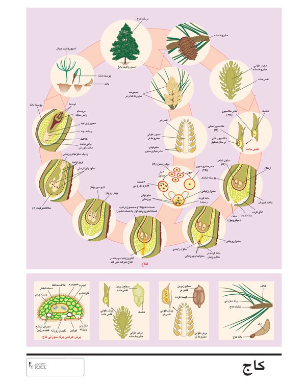 پوستر چارت آموزشی کاج