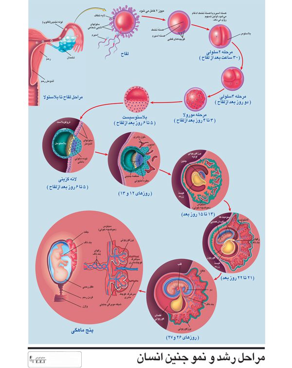 پوستر چارت مراحل رشد جنین در رحم