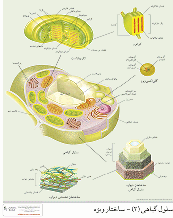 پوستر چارت سلول گیاهی