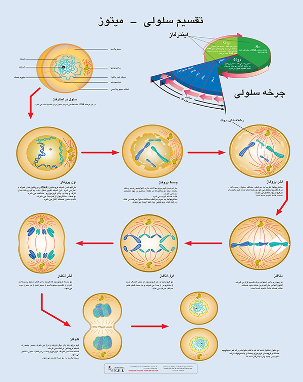 پوستر چارت تقسیم سلولی میتوز