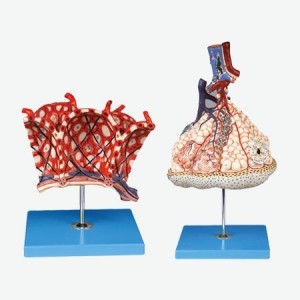 مولاژ لبول و آلوئول ریه