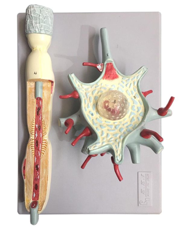 خرید مولاژ سلول عصبی