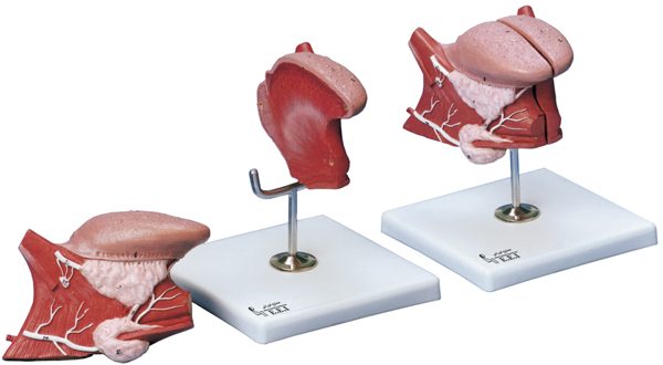 خرید مولاژ زبان