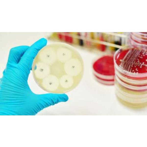 دیسک آنتی بیوتیک آمپی سیلین برند پادتن طب