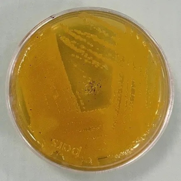 سویه استافیلو کوکوس اریوس کد ATCC6538