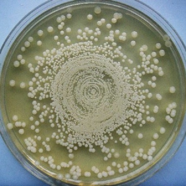 محیط کشت مولر هینتون آگار acc. to CLSI