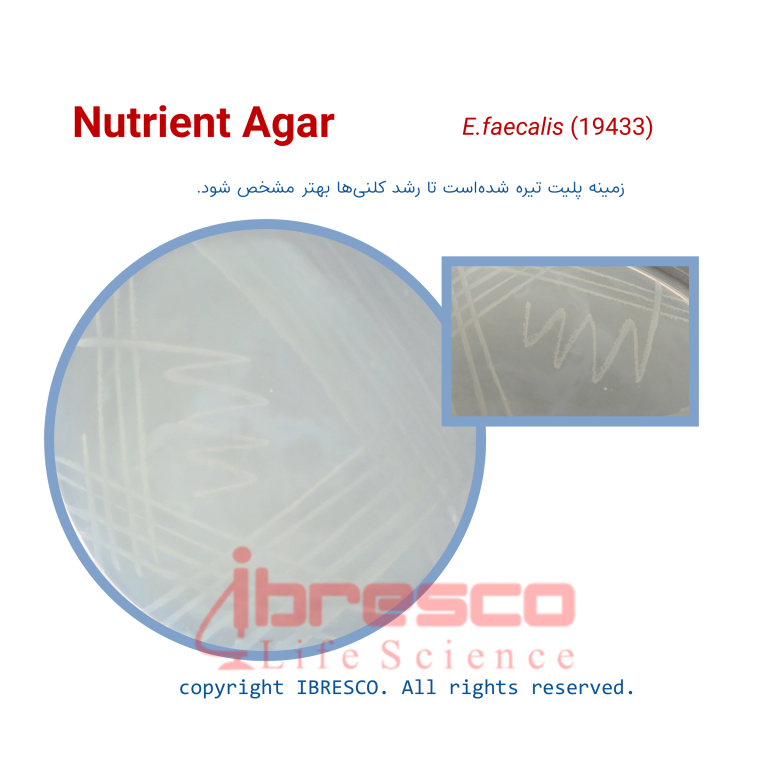 محیط کشت نوترین آگار - برند ایبرسکو
