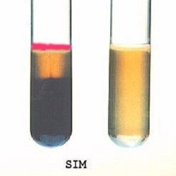محیط کشت سولفید ایندول مرلتیلتی (SIM MEDIUM) کیولب