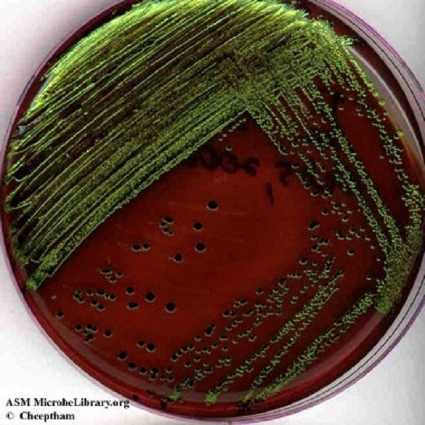 محیط کشت ائوزین متیلن بلو EMB کد 101347 مرک