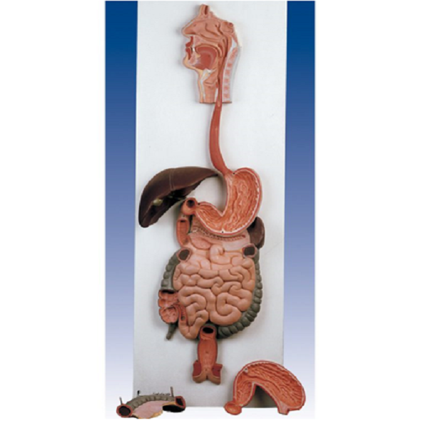 مولاژ دستگاه گوارش