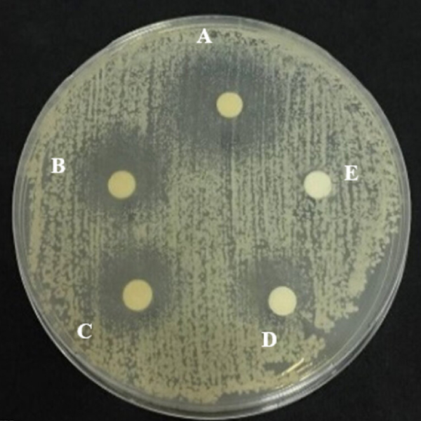 کاندیدا آلبیکنس