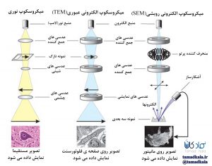 مقایسه میکروسکوپ نوری و الکترونی