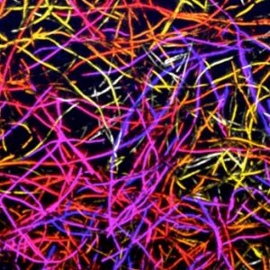 نسل جدید داربست‌های نانویی برای اتصال مجدد سلول‌های عصبی نخاع