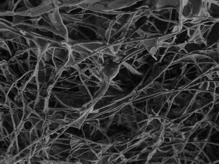 نانولوله های کربنی، پلی میان بافت های عصبی
