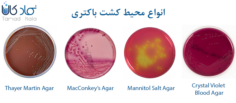 انواع محیط کشت باکتریایی