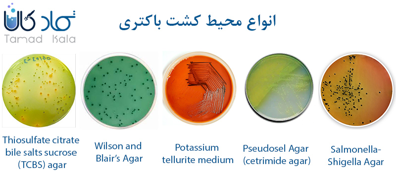 انواع محیط کشت باکتری