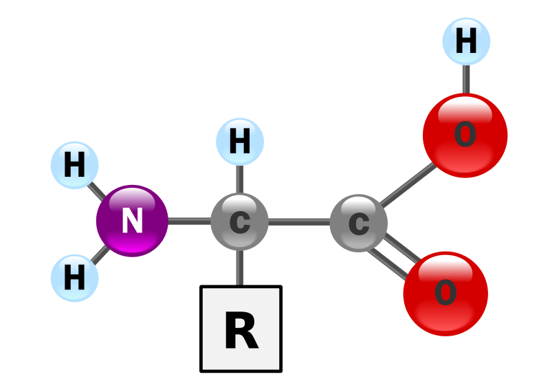 ساختار کلی اسید های آمینه