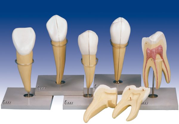 مولاژهای دندان