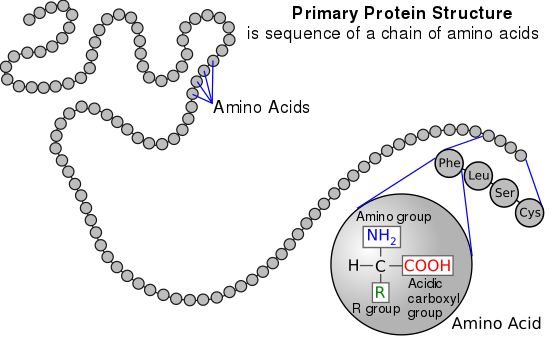 ساخته شدن ساختار اولیه پروتئین از اتصال زنجیره ای از آمینواسیدها به یکدیگر