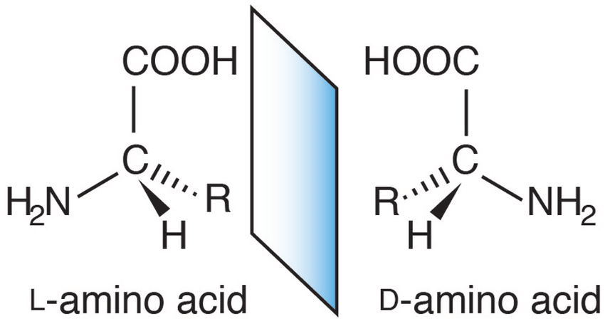 تفاوت سه بعدی آمینو اسیدهای نوع L و D