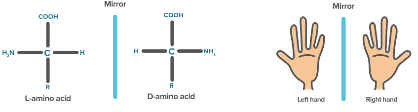 تفاوت آمینواسیدهای نوع L و D، این تفاوت بدلیل کایرالیته آمینواسیدها است.