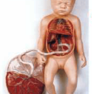 مولاژ دستگاه گردش خون در جنین