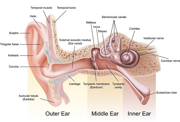 بخش های مختلف گوش انسان (آناتومی گوش)