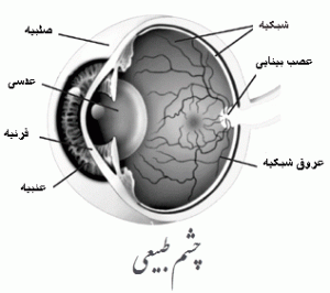 آناتومی چشم انسان