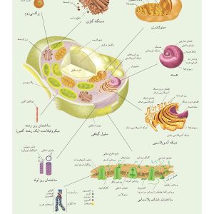 پوستر سلول گیاهی (اندامک های یوکاریوت)